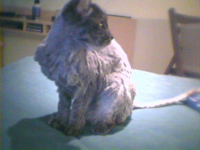 DSC 0006