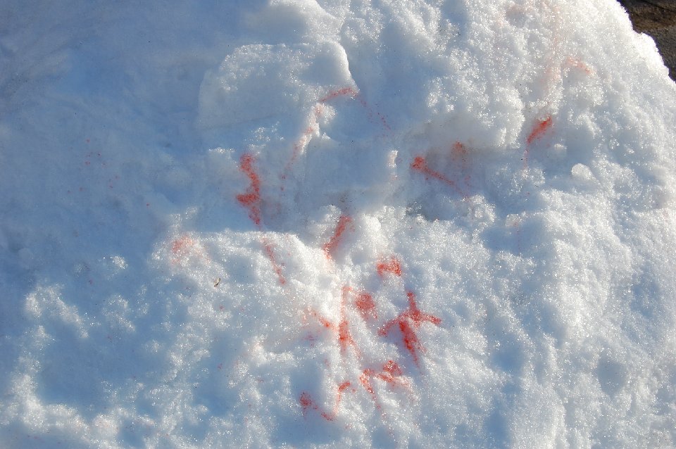DSC 0060