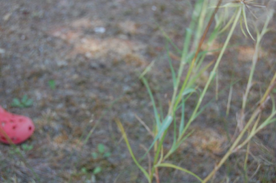 DSC 0121