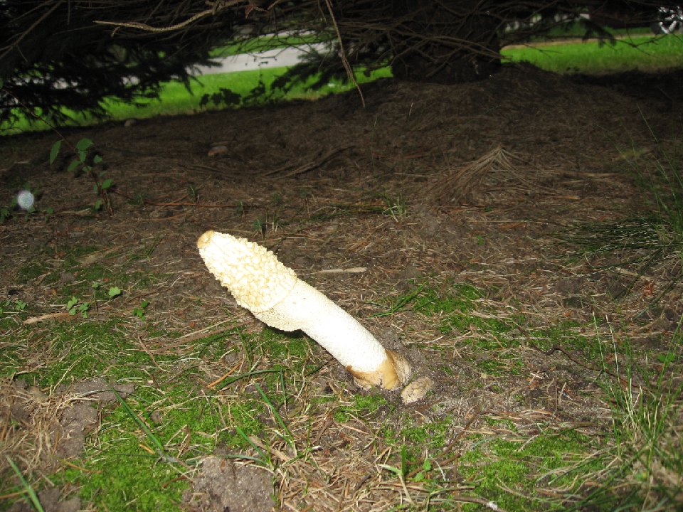 IMG 6556
