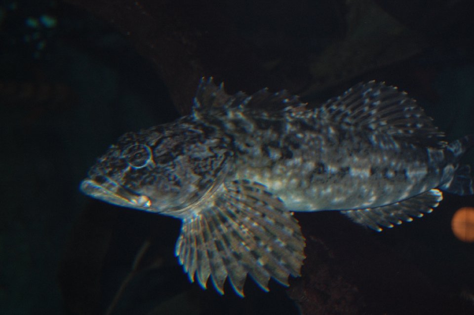 DSC 0550