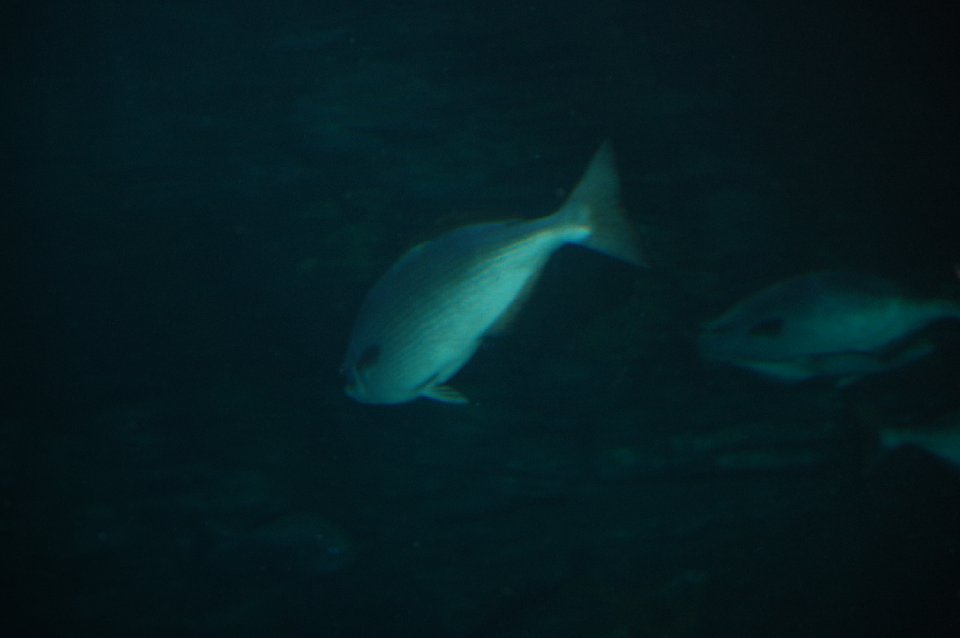 DSC 0716