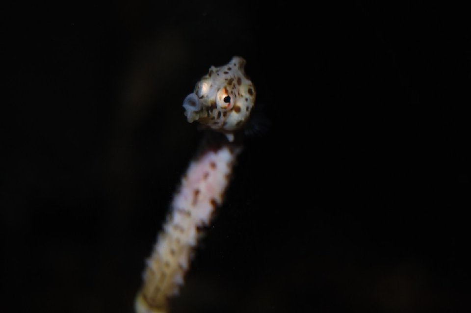 MINI-DSC 0626