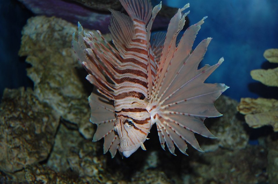 MINI-DSC 0732