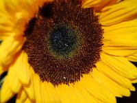 DSC_0002.JPG