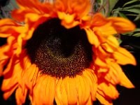 DSC_0005.JPG