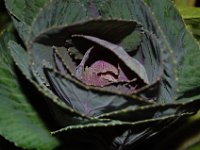 DSC_0008.JPG