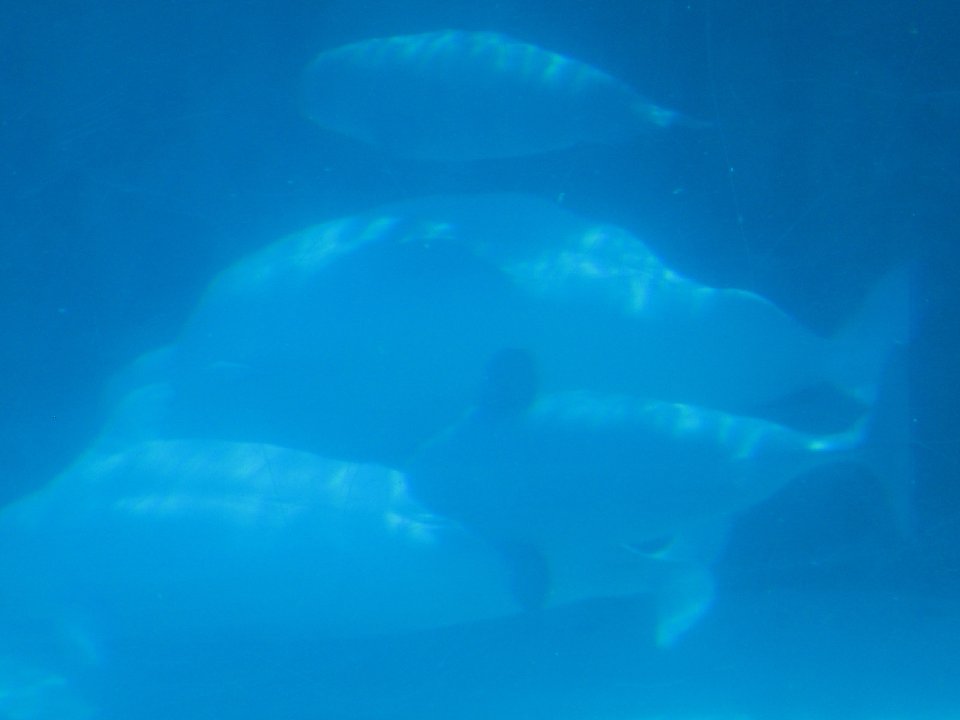 IMG 2542