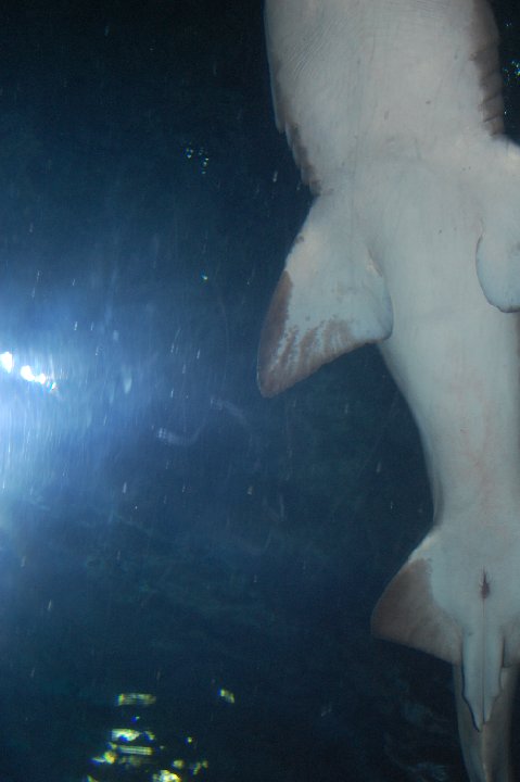 DSC 0625