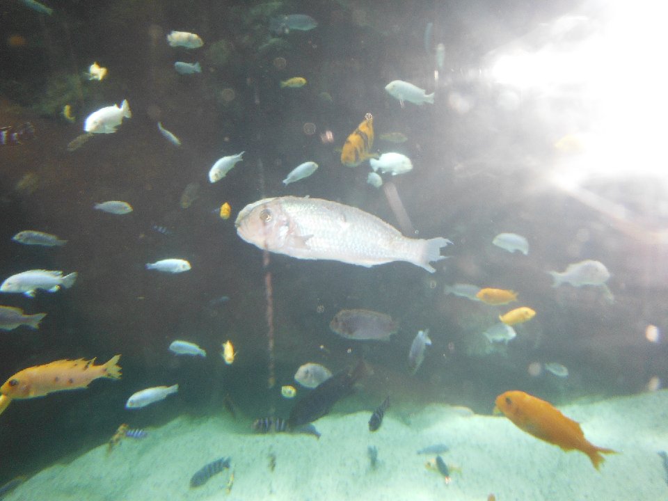 DSCF0234