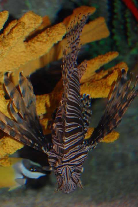 DSC 0096