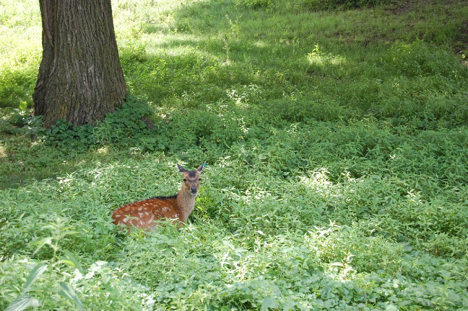 DSC 0201