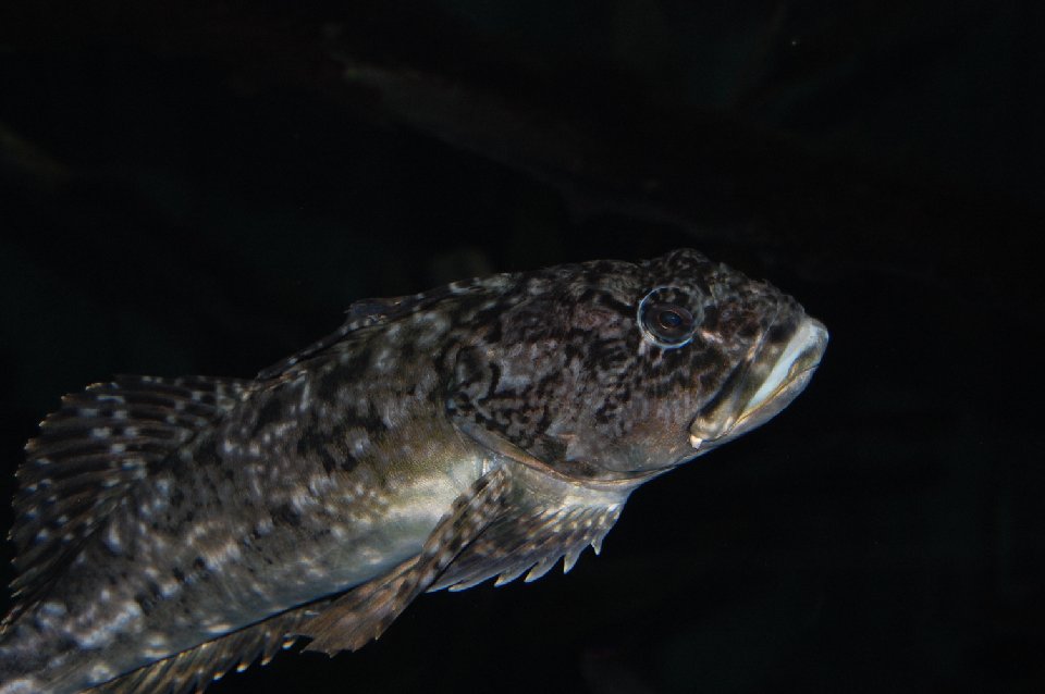 DSC 0551