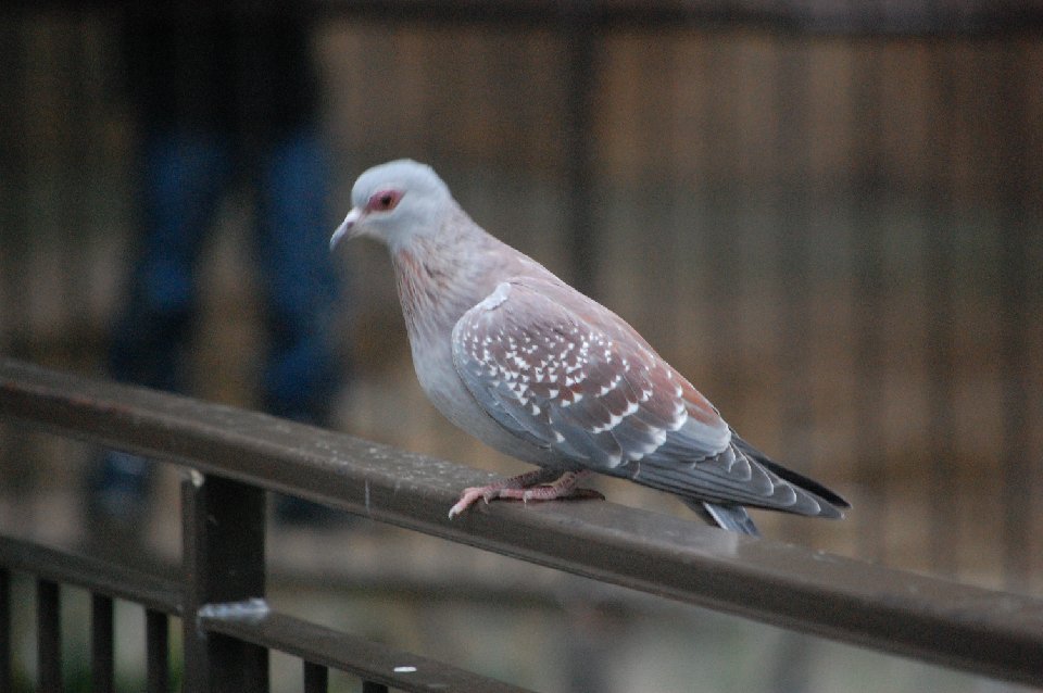 DSC 0215