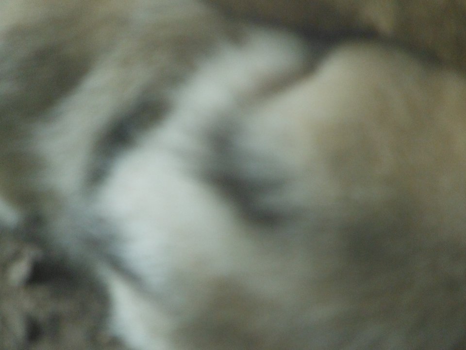 P 0333