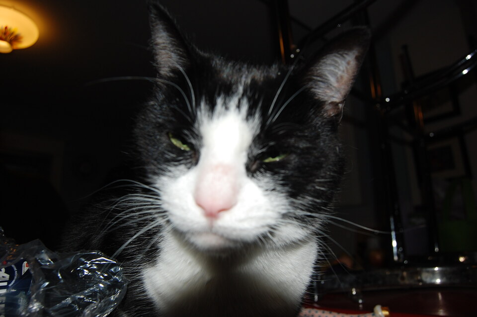 DSC 0060