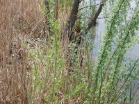 DSC 0115
