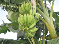 IMG 0039